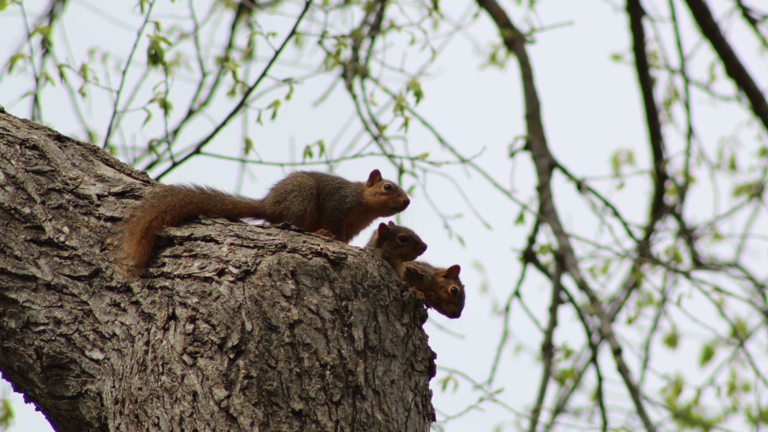 Squirrel