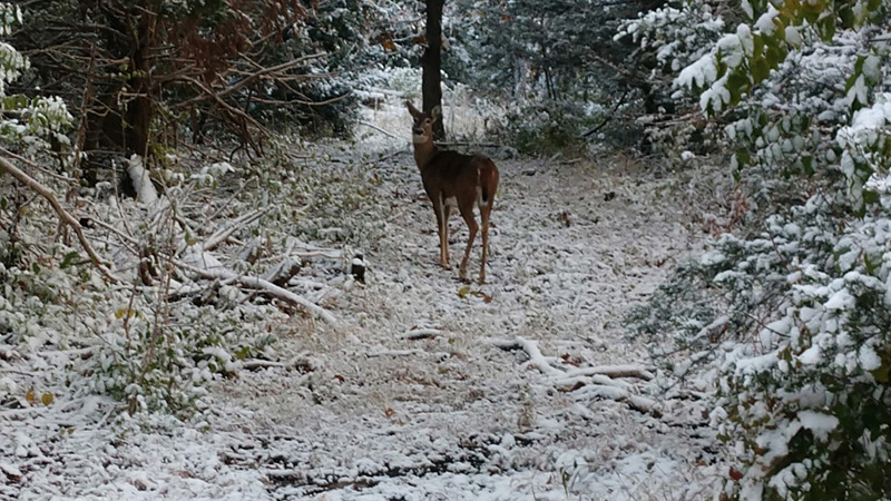 Deer In the Snow